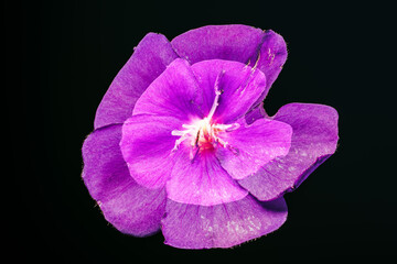 Violet flower of intense color in double exposure and silhouetted against a black background