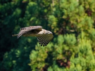 グリーンバックに悠然と飛ぶクマタカ幼鳥