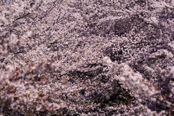 満開の桜の木