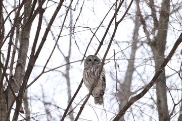 owl on branch