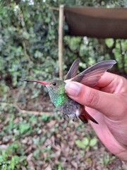 hummingbird in hand © Caren Guerrero