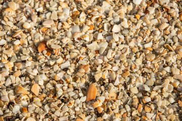 Seashells at the beautiful Playa Conchal, a beach made of seashells, Guanacaste, Costa Rica
