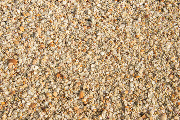 Seashells at the beautiful Playa Conchal, a beach made of seashells, Guanacaste, Costa Rica