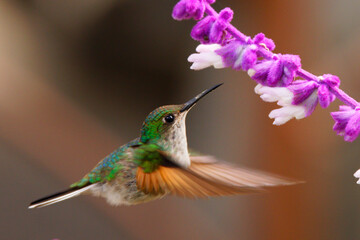 hummingbird in flight