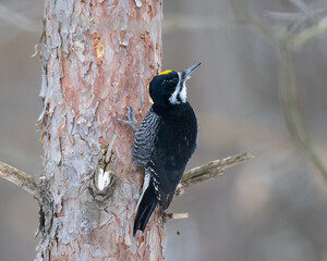 Black-back woodpecker clinging to a red pine tree displaying its yellow crown patch