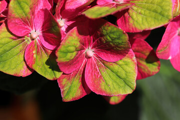 Delicate green and pink flowers on a Hydrangea plant