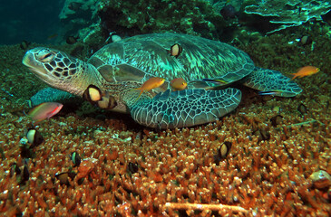 A Green turtle resting on a table coral Cebu Philippines