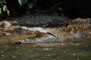 Crocodile with open mouth close up