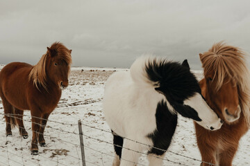 Icelandic Ponies Snowy Landscape