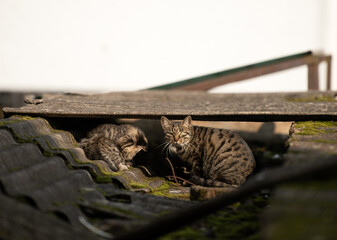 A family of adorable black and brown tiger-striped wild Chinese cats rest, play, roughhouse on the abandoned  roof piled with woods and tiles