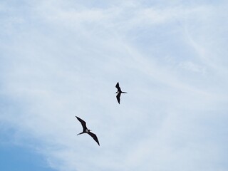 Panamanian Seabirds