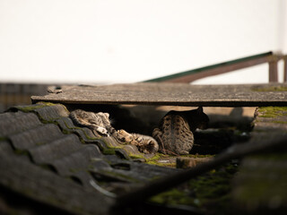 Obraz premium A family of adorable black and brown tiger-striped wild Chinese cats rest, play, roughhouse on the abandoned roof piled with woods and tiles