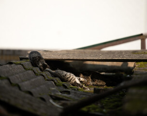 Fototapeta premium A family of adorable black and brown tiger-striped wild Chinese cats rest, play, roughhouse on the abandoned roof piled with woods and tiles