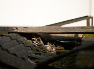 A family of adorable black and brown tiger-striped wild Chinese cats rest, play, roughhouse on the abandoned  roof piled with woods and tiles