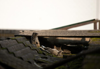 A family of adorable black and brown tiger-striped wild Chinese cats rest, play, roughhouse on the abandoned  roof piled with woods and tiles