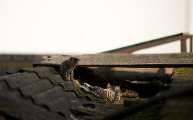 A family of adorable black and brown tiger-striped wild Chinese cats rest, play, roughhouse on the abandoned  roof piled with woods and tiles