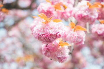 Double cherry blossoms in full bloom in spring