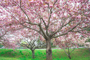 Naklejka premium Double cherry blossoms in full bloom in spring