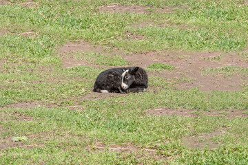 a small black lamb is lying on the sparse grass curled up in the center of the frame. selective focus