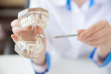 the doctor holds a mock-up of teeth in his hands