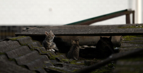 A family of adorable black and brown tiger-striped wild Chinese cats rest, play, roughhouse on the abandoned  roof piled with woods and tiles