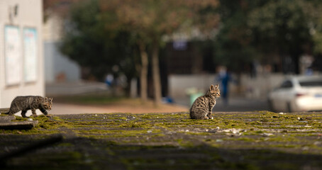 A family of adorable black and brown tiger-striped wild Chinese cats rest, play, roughhouse on the abandoned  roof piled with woods and tiles