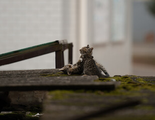 A family of adorable black and brown tiger-striped wild Chinese cats rest, play, roughhouse on the abandoned  roof piled with woods and tiles
