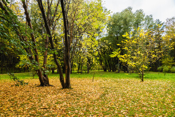 Faded trees and fallen leaves on the ground in the park. Autumn landscape.