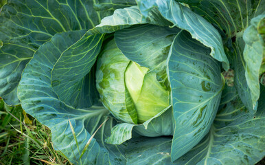 Obraz premium Green cabbage on the farm field. Selective focus. Shallow depth of field.