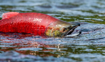Sockeye Salmon in the river. Red spawning sockeye salmon in a river. Sockeye Salmon swimming and spawning. Scientific name: Oncorhynchus nerka. Natural habitat. Kamchatka, Russia.