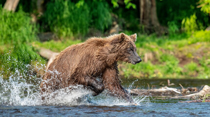 Brown bear running on the river and fishing for salmon. Brown bear chasing sockeye salmon at a river.  Kamchatka brown bear, scientific name: Ursus Arctos Piscator. Kamchatka, Russia.
