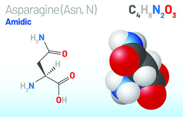 Asparagine (Asn, N) amino acid molecule. (Chemical formula C4H8N2O3) it is used in the biosynthesis of proteins. Ball-and-stick model, space-filling model and skeletal formula. Layered vector