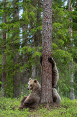 Brown bear cubs climbs a tree. She-bear and cubs in the summer forest. Brown bear. Scientific name: Ursus arctos. Summer season, natural habitat. © Uryadnikov Sergey