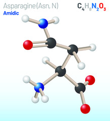 Asparagine (Asn, N) amino acid molecule. (Chemical formula C4H8N2O3) it is used in the biosynthesis of proteins. Ball-and-stick model, space-filling model and skeletal formula. Layered vector
