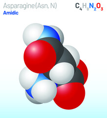 Asparagine (Asn, N) amino acid molecule. (Chemical formula C4H8N2O3) it is used in the biosynthesis of proteins. Ball-and-stick model, space-filling model and skeletal formula. Layered vector