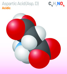 Aspartic Acid (Asp, D) amino acid molecule. (Chemical formula C4H7NO4) proteinogenic amino acid molecule. Ball-and-stick model, space-filling model and skeletal formula. Layered vector illustration
