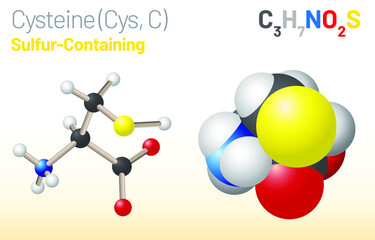 Cysteine (Cys, C) amino acid molecule. (Chemical formula C3H7NO2S) proteinogenic amino acid molecule. Ball-and-stick model, space-filling model and skeletal formula. Layered vector illustration
