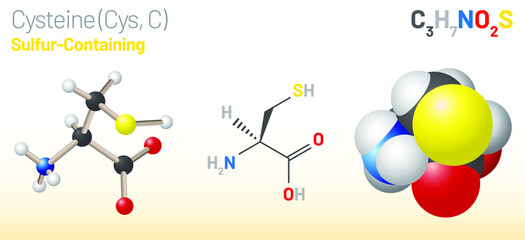 Cysteine (Cys, C) amino acid molecule. (Chemical formula C3H7NO2S) proteinogenic amino acid molecule. Ball-and-stick model, space-filling model and skeletal formula. Layered vector illustration
