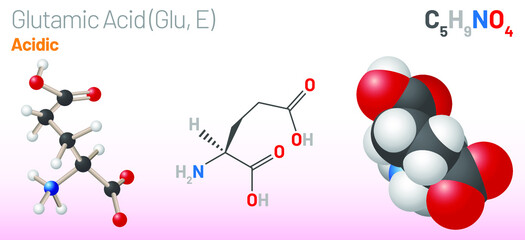 Glutamic Acid (Glu, E) amino acid molecule. (Chemical formula C5H9NO4) aliphatic amino acid molecule. Ball-and-stick model, space-filling model and skeletal formula. Layered vector illustration
