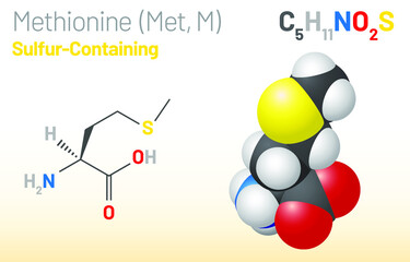 Methionine (Met, M) amino acid molecule. (Chemical formula C5H11NO2S) it is used in the biosynthesis of proteins. Ball-and-stick model, space-filling model and skeletal formula. Layered vector