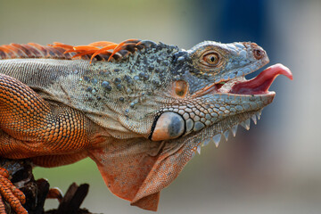 Portrait Of Iguana