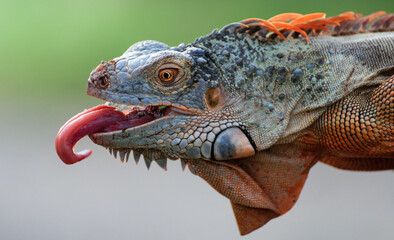 Portrait Of Iguana