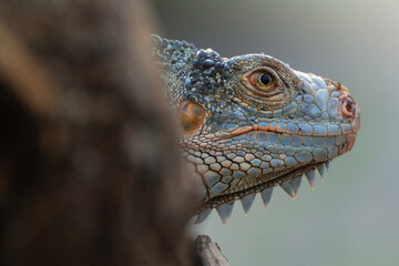 Portrait Of Iguana