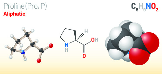 Proline (Pro, P) proteinogenic amino acid molecule. (Chemical formula C5H9NO2) Ball-and-stick model, space-filling model and skeletal formula. Layered vector illustration