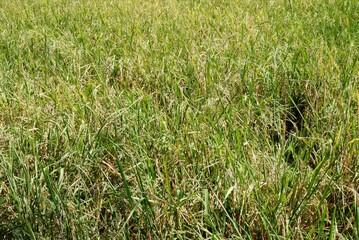 A paddy field view with green leaves,rice filed in Thailand