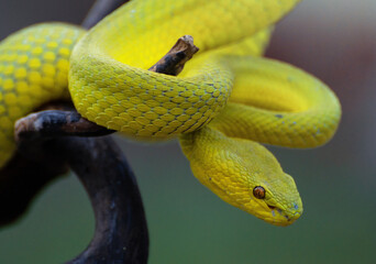 Yellow Viper Snake