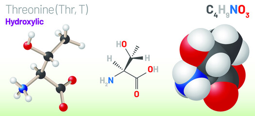 Threonine (Thr, T) amino acid molecule. (Chemical formula C4H9NO3) Ball-and-stick model, space-filling model and skeletal formula. Layered vector illustration