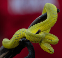 Yellow Viper Snake