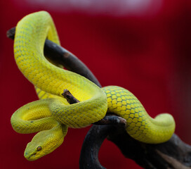 Yellow Viper Snake