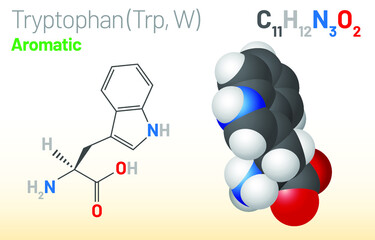 Tryptophan (Trp, W) amino acid molecule. (Chemical formula C11H12N2O2) Ball-and-stick model, space-filling model and skeletal formula. Layered vector illustration